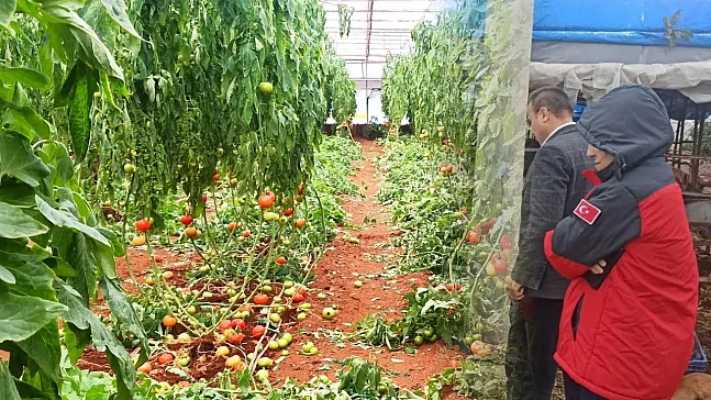 District Teams Assess Greenhouse and Farm Losses After Severe Weather