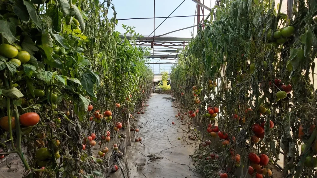 Governor Akbıyık Meets Farmers After Severe Flooding in Seydikemer