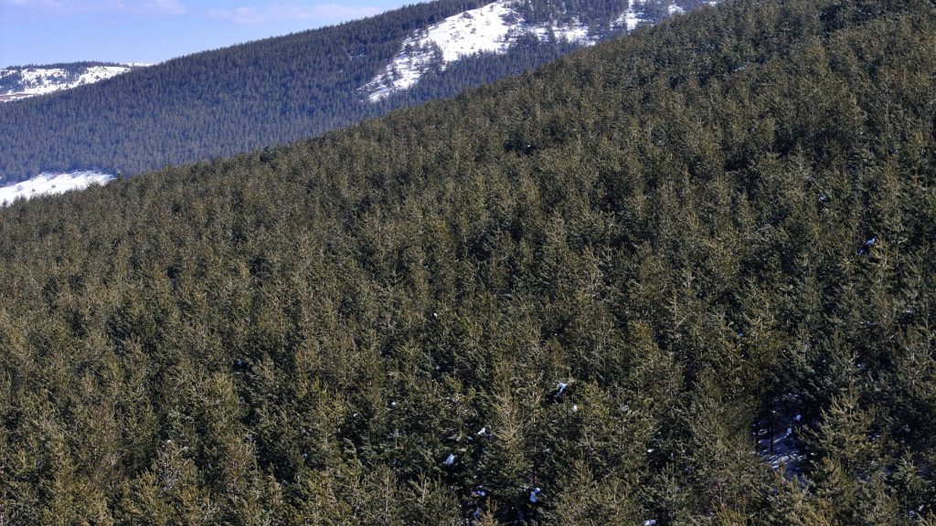 Turkey Targets 600 Million Saplings by November 2026