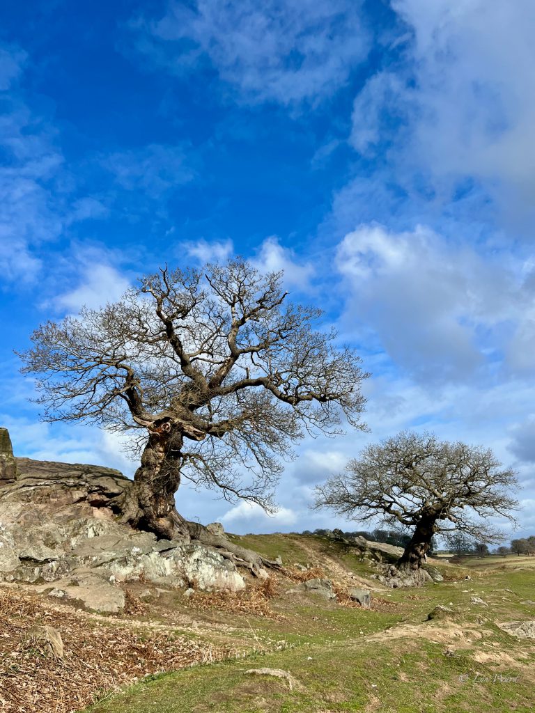 Bradgate Park
