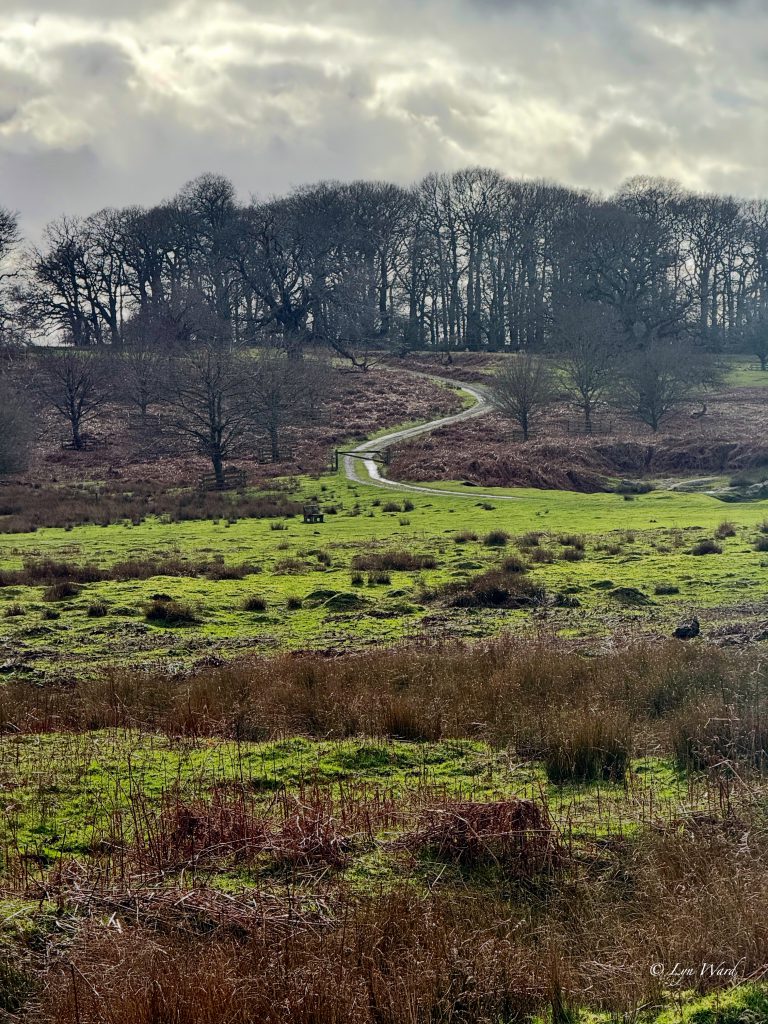 Bradgate Park