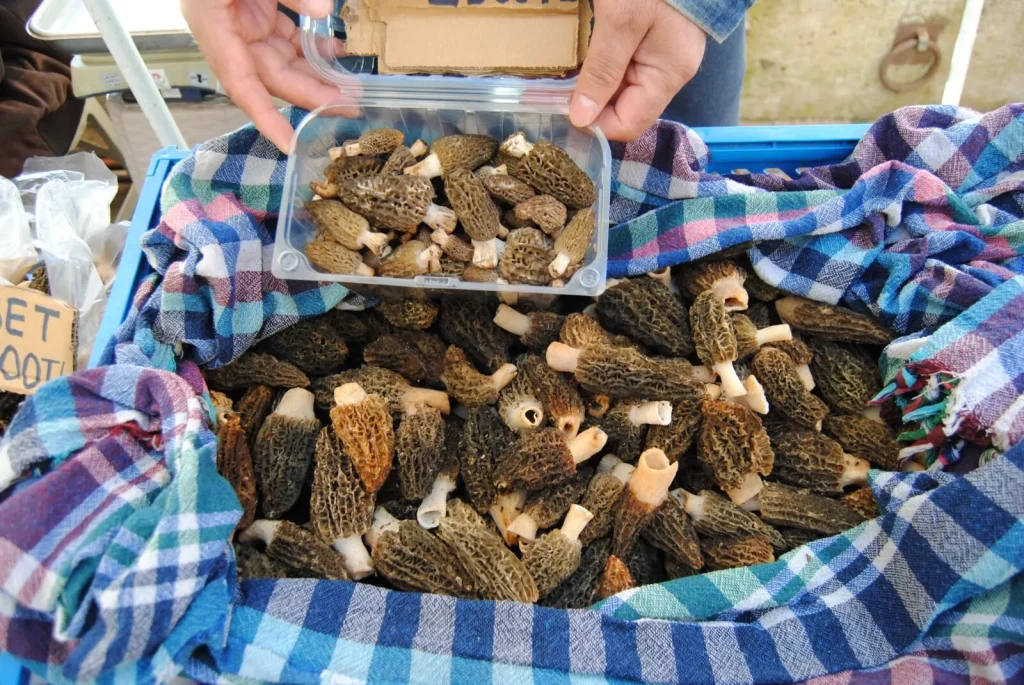Morel Mushrooms Selling for 2,500 TL per Kilogram in Fethiye Market