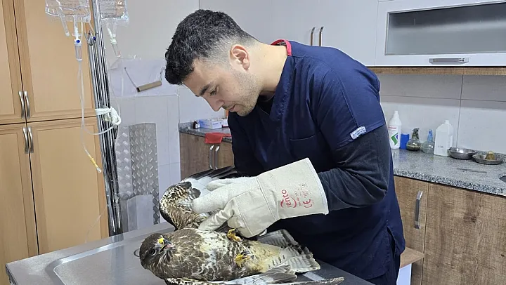 Injured Hawk Rescued in Seydikemer 