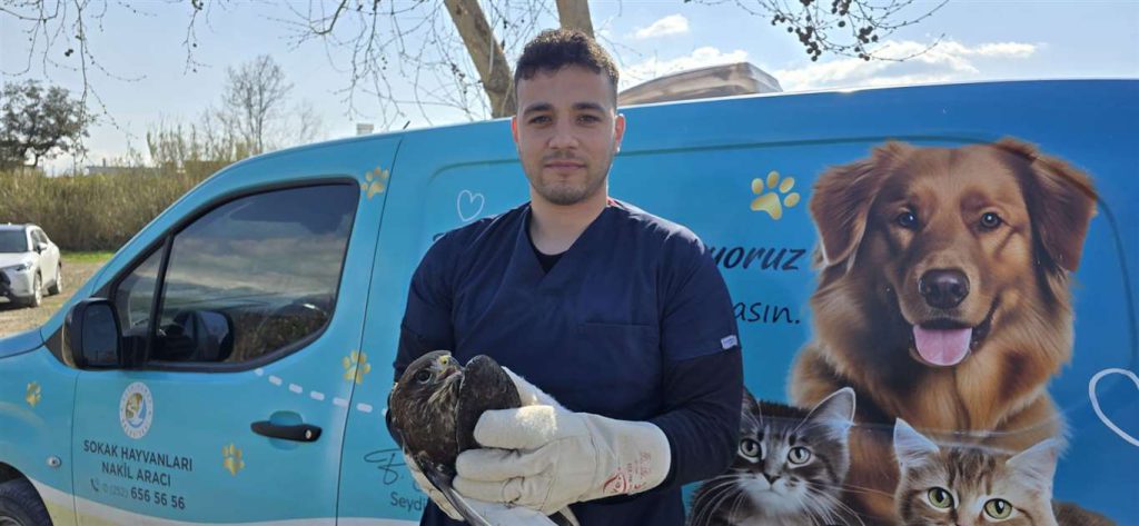 Injured Hawk Rescued in Seydikemer 