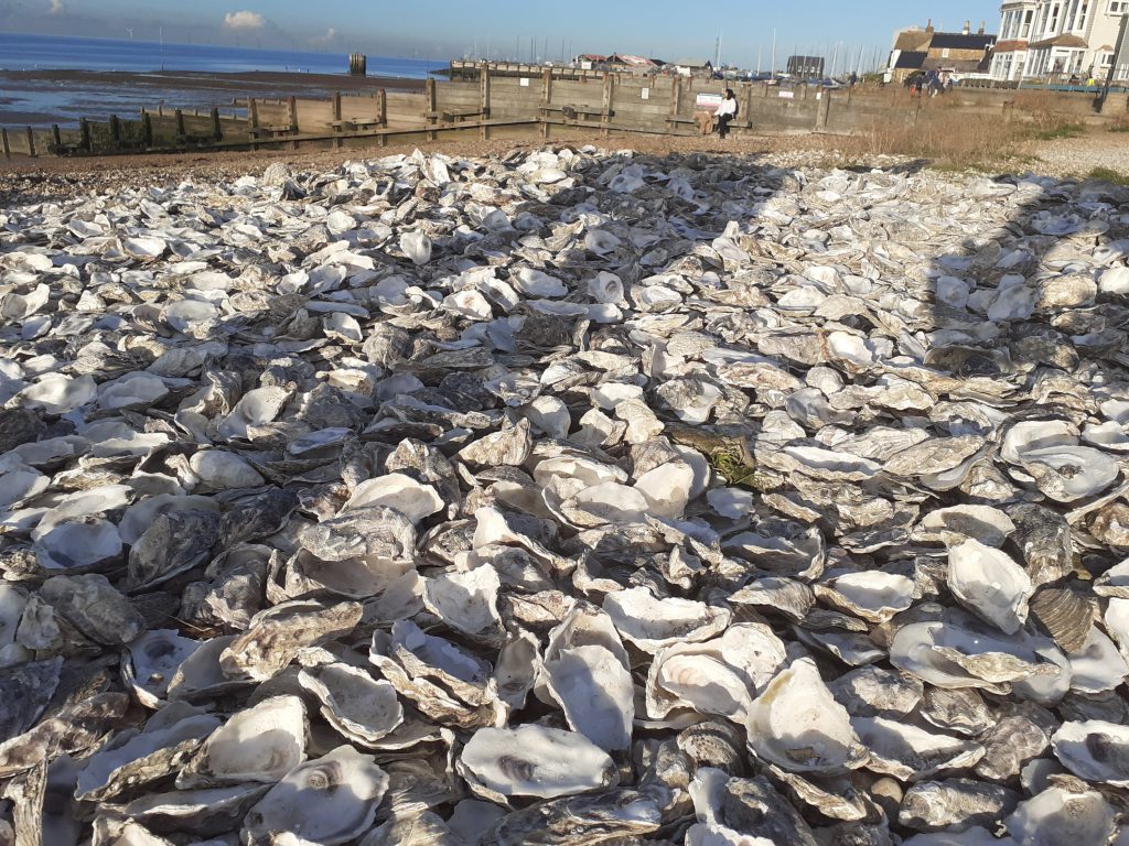 Whitstable Oysters