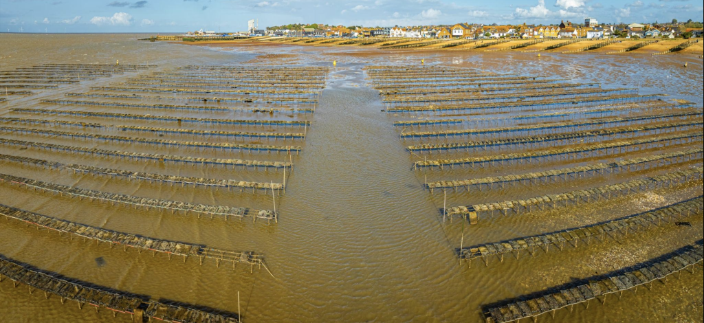 Whitstable: Oysters, Art & Seaside Charm on Kent’s Coast