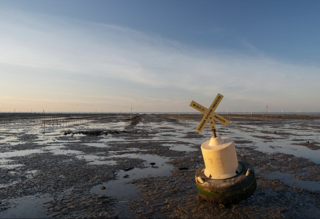 Whitstable: Oysters, Art & Seaside Charm on Kent’s Coast