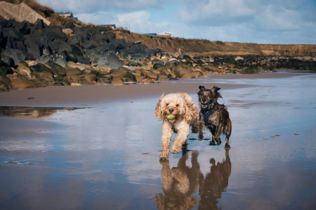 Two Cornish towns crowned amongst the UK's most dog-friendly beaches