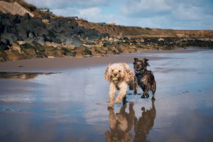 Two Cornish towns crowned amongst the UK's most dog-friendly beaches