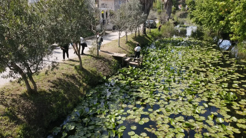Water Lily Stream Goes Viral as Visitors Flock to Çiftlik Mahallesi