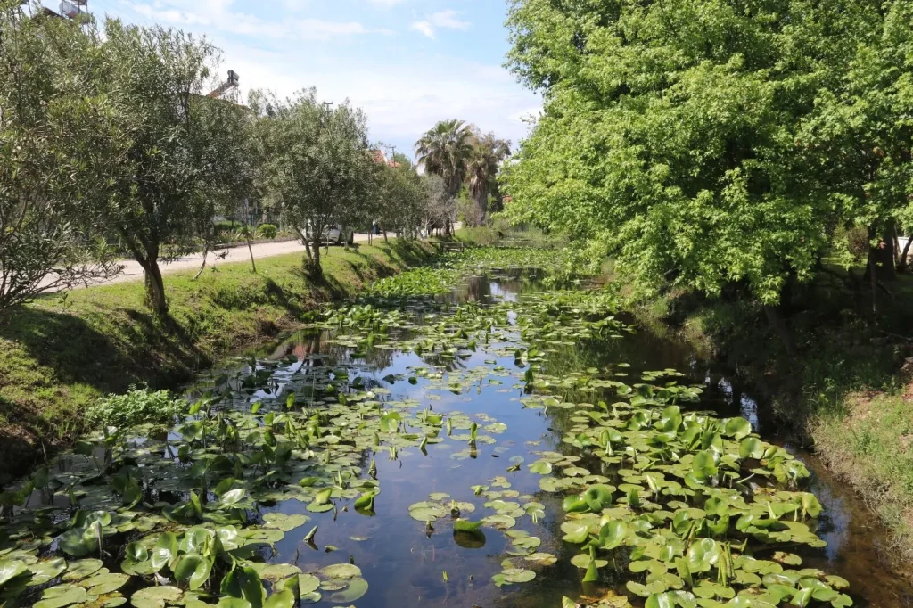 Water Lily Stream Goes Viral as Visitors Flock to Çiftlik Mahallesi