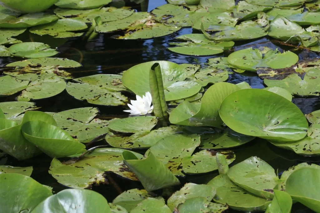 Water Lily Stream Goes Viral as Visitors Flock to Çiftlik Mahallesi