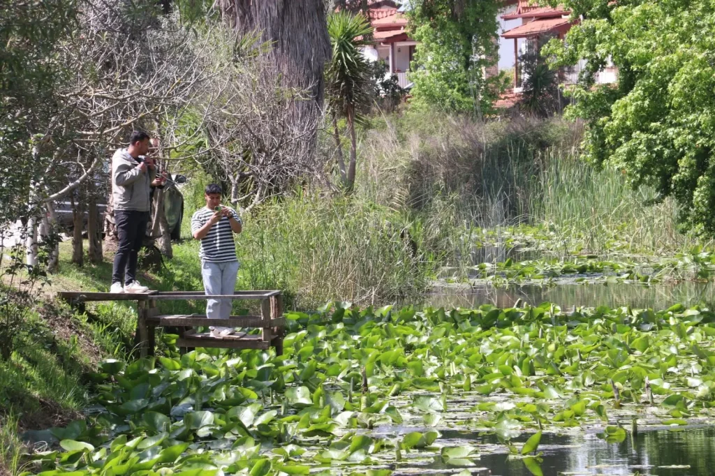 Water Lily Stream Goes Viral as Visitors Flock to Çiftlik Mahallesi