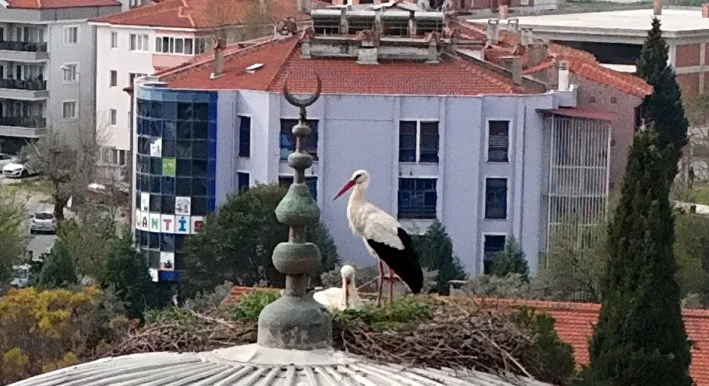 Menteşe’s Loyal Storks Return as 30-Year Tradition Continues