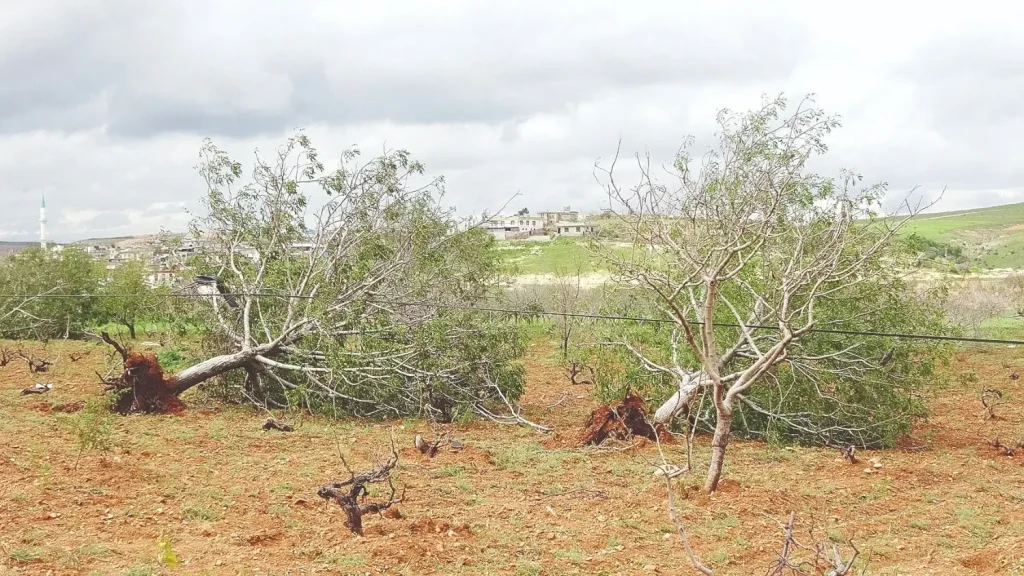 Supercell Storm Devastates Pistachio Farms in Southern Turkey