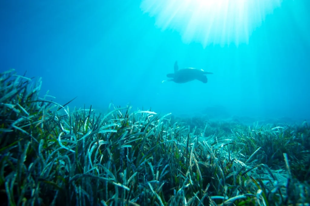 Project Launched to Protect Seagrasses in Bodrum