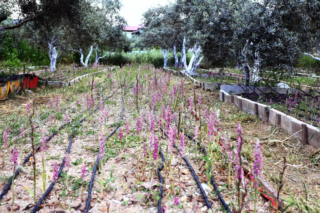 Salep Harvest Celebrated on World Farmers’ Day in Yatağan