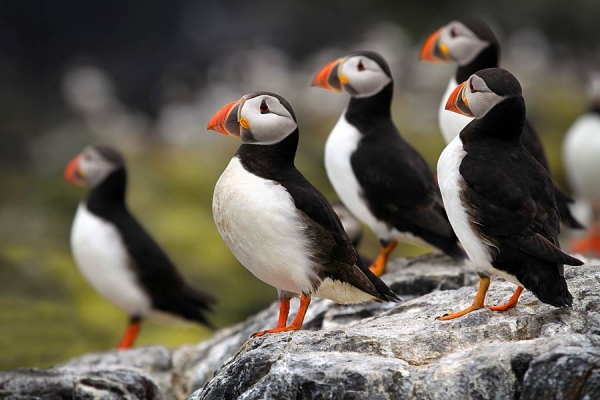 Puffins on the cliffs at Flamborough Head