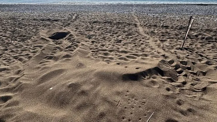Number of Caretta Caretta Nests on Iztuzu Beach Reaches 21