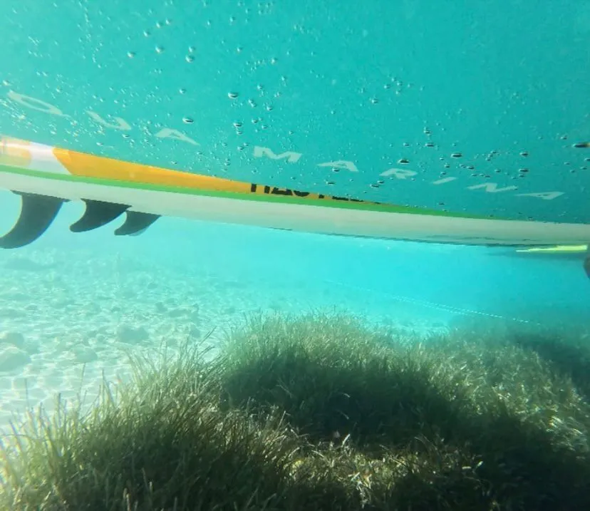 Muğla’s Blue Carbon Map Project Begins to Protect Seagrass Meadows