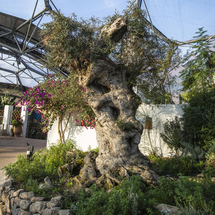 Eden Project