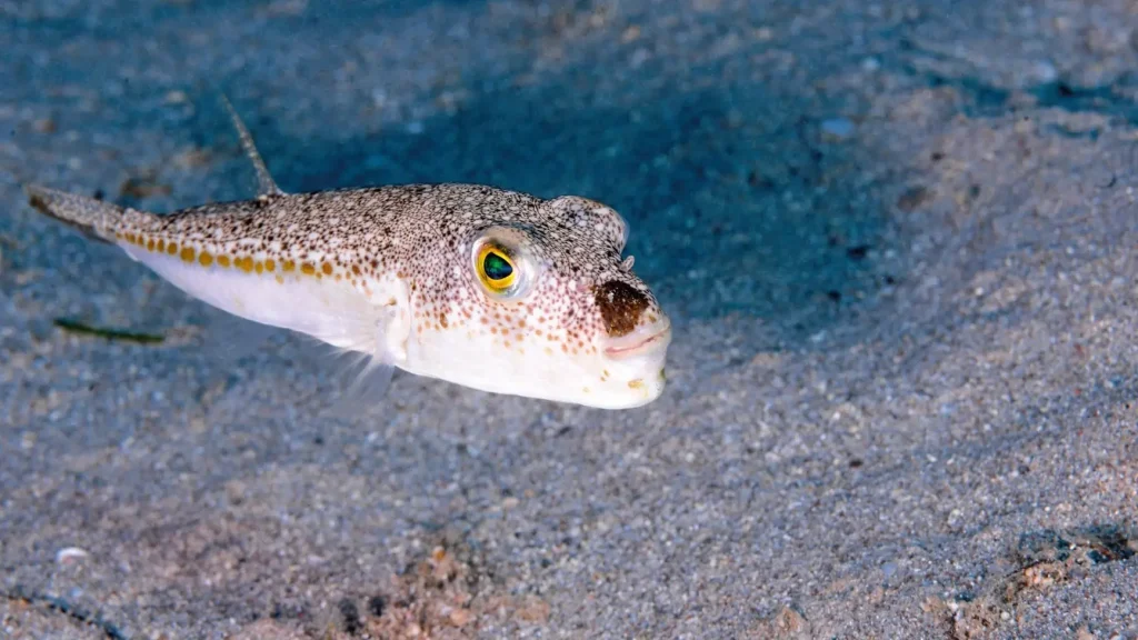 Toxic Blowfish Now a Permanent Part of the Mediterranean Ecosystem, Expert Says