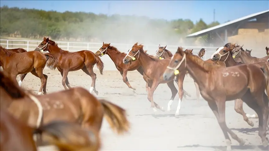 110 Champion-Bred Arabian Foals Born at Historic Sultansuyu Stud Farm