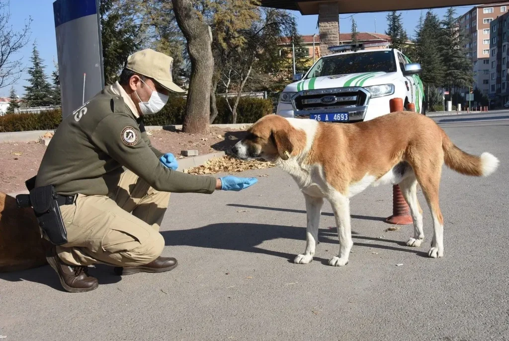 Turkey Aims to Remove Stray Dogs from Streets by End of Year