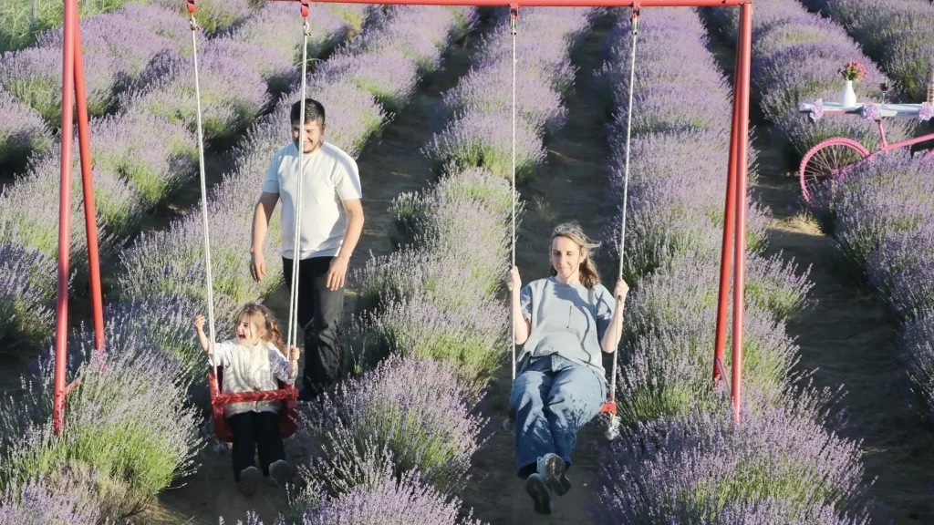 Tekirdağ’s vast lavender fields draw day-trippers