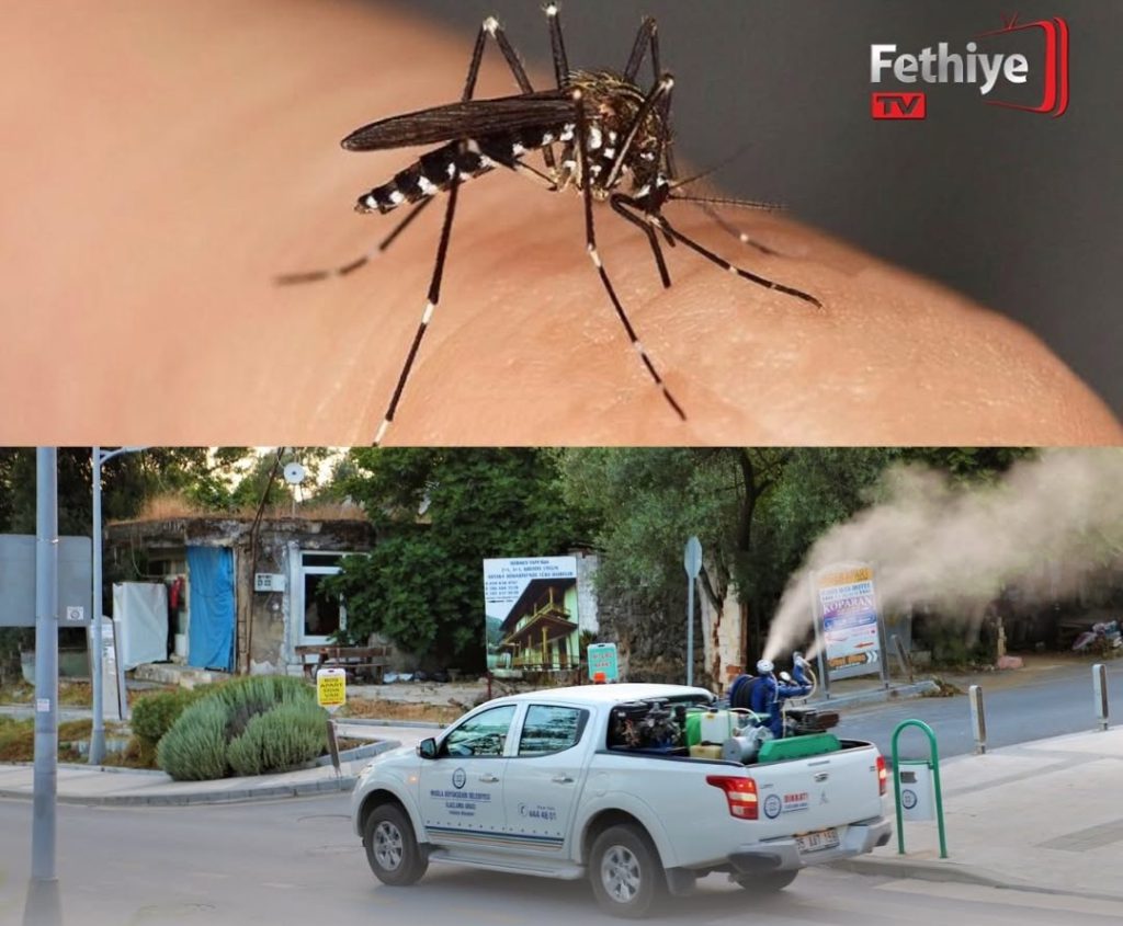 Fethiye Steps Up Mosquito and Housefly Control Efforts as Summer Complaints Rise