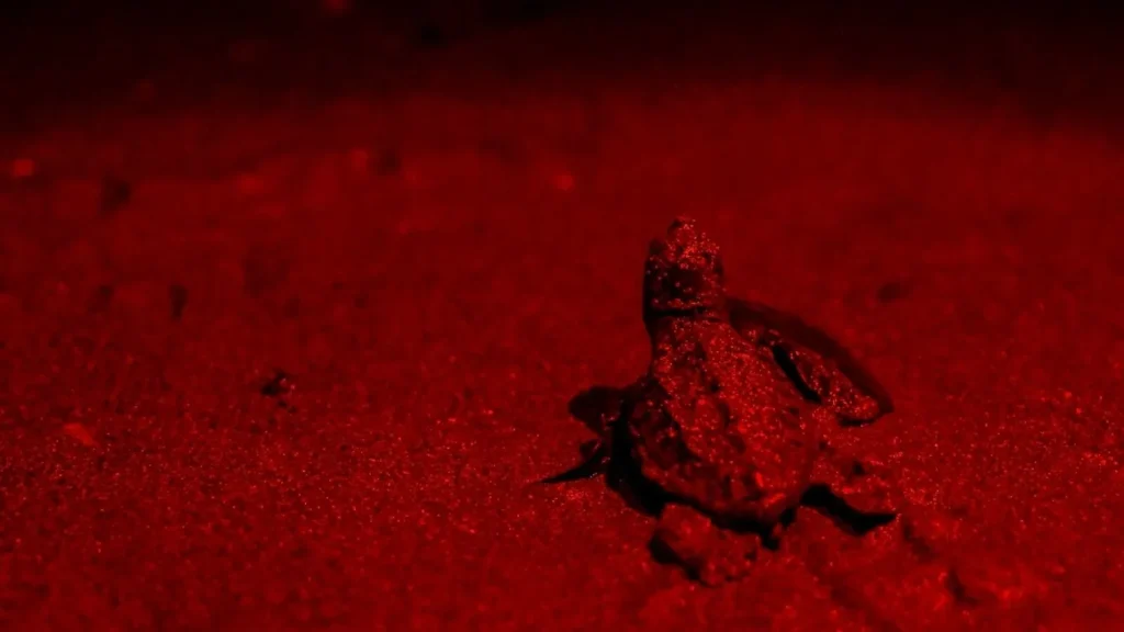 ADM Elektrik Expands Red Light Project to Protect Sea Turtles in Fethiye