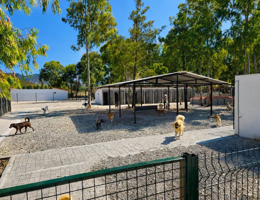 Renovated Animal Shelter Invites Visitors to Give Rescue Animals a Forever Home