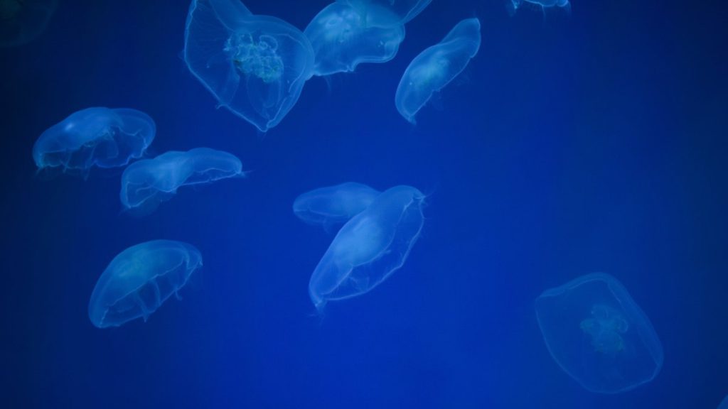 Jellyfish Populations Rising Rapidly in Marmara Sea