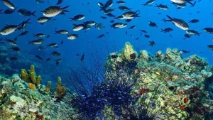 Turkey Designates First Marine National Parks in Fethiye-Kaş and North Aegean