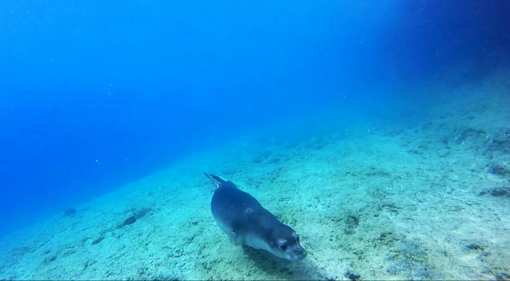 Turkey Designates First Marine National Parks in Fethiye-Kaş and North Aegean