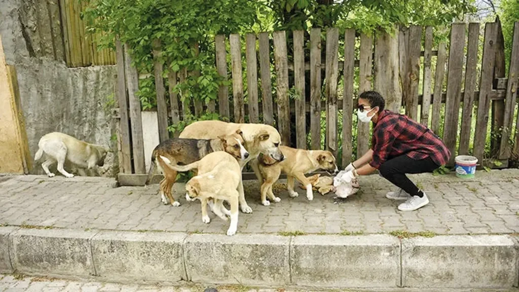 Erzurum Bans Feeding Stray Animals Across Province