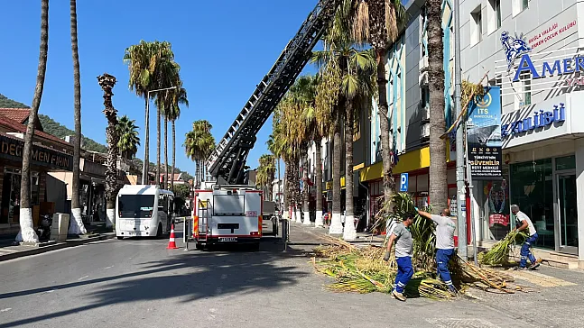 Palm Tree Maintenance Underway Along Atatürk Avenue in Fethiye