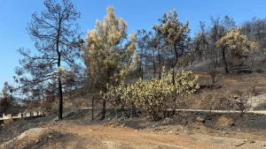 Free Groundwater Surveys Offered to Fethiye and Seydikemer Fire Victims