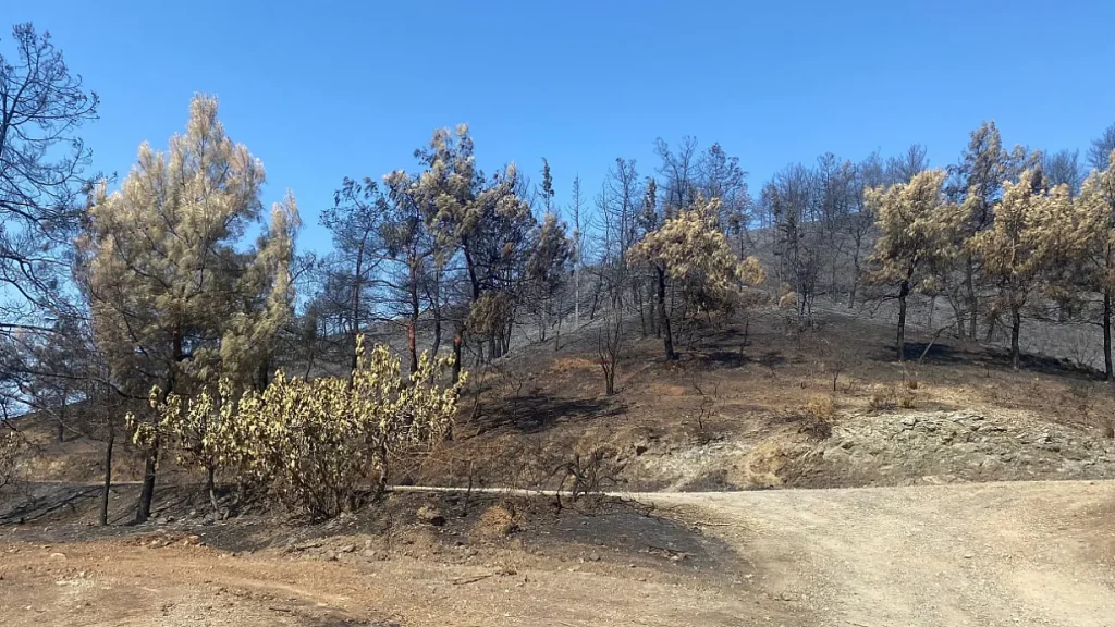 Free Groundwater Surveys Offered to Fethiye and Seydikemer Fire Victims