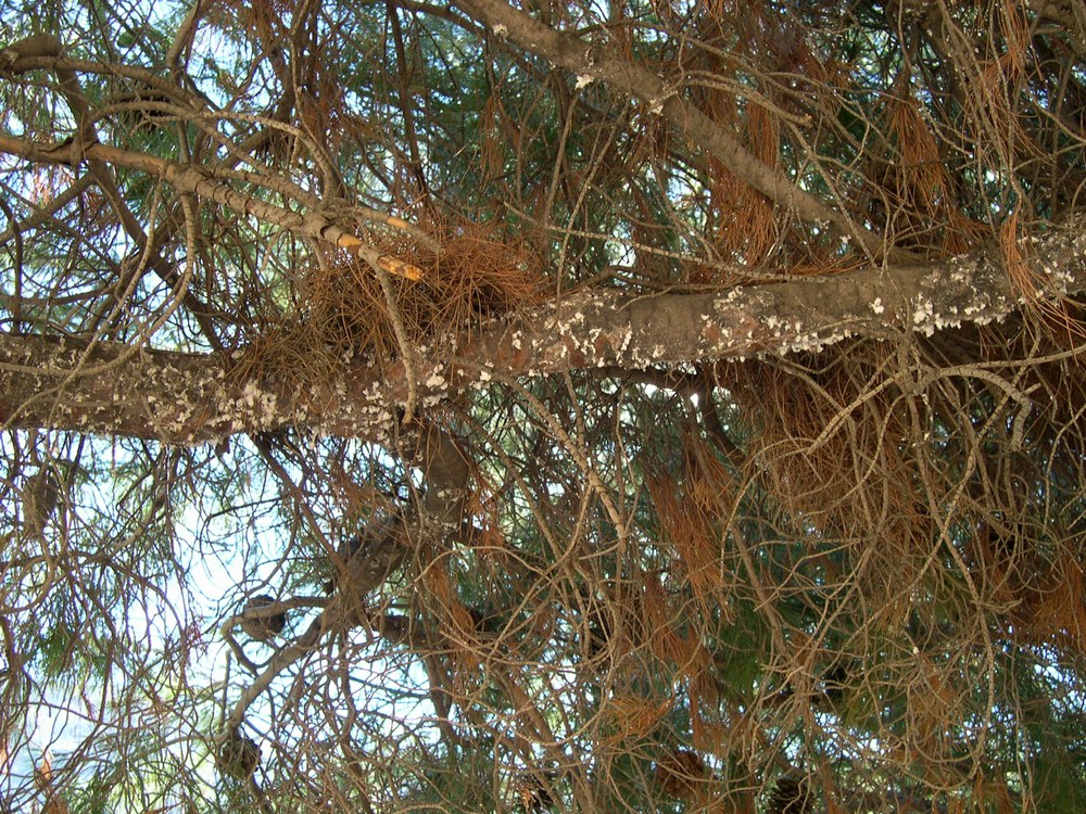 Muğla's pine honey: what to know before you take a jar home