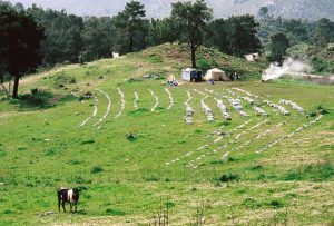 Muğla's pine honey: what to know before you take a jar home