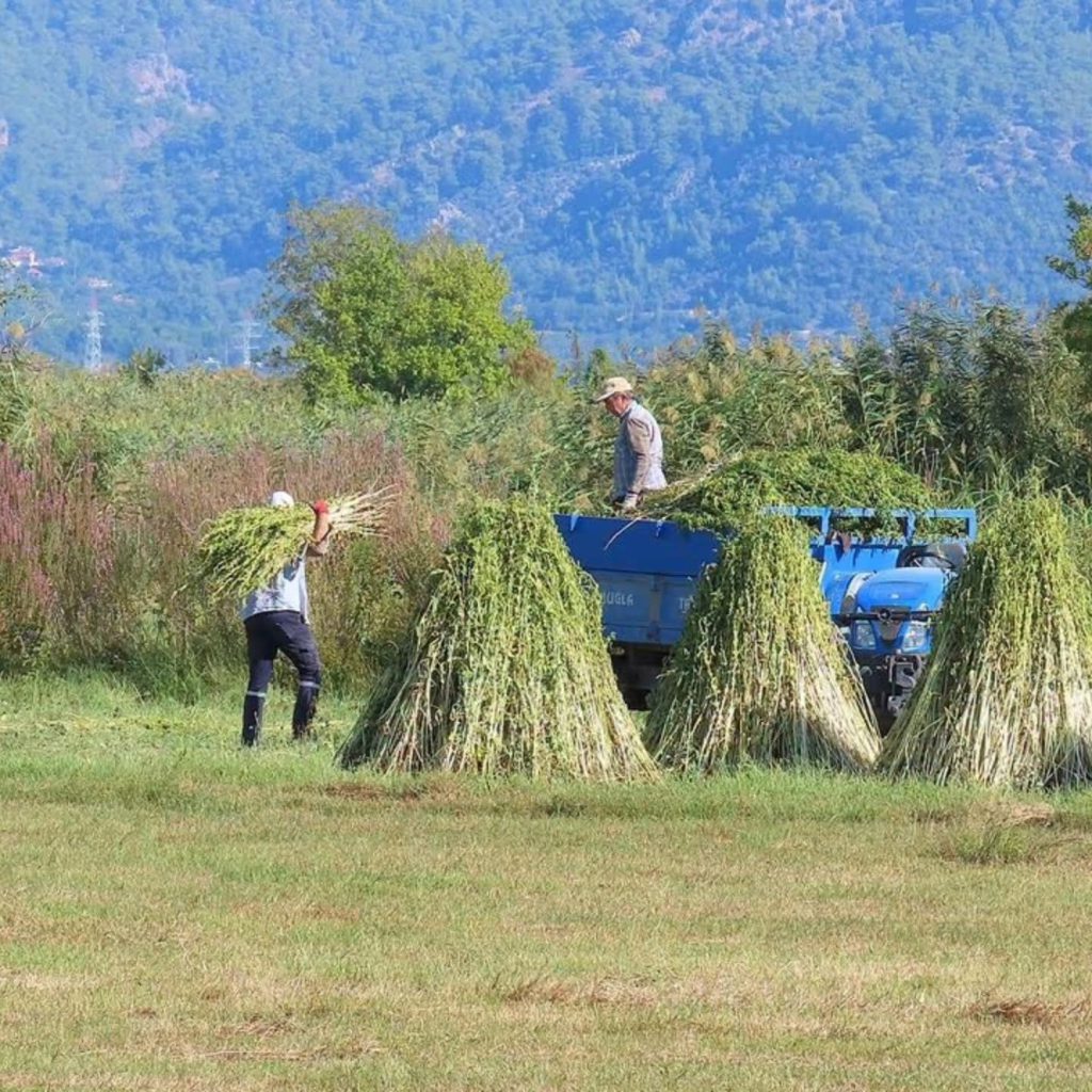 Traditional sesame harvest begins in Dalyan