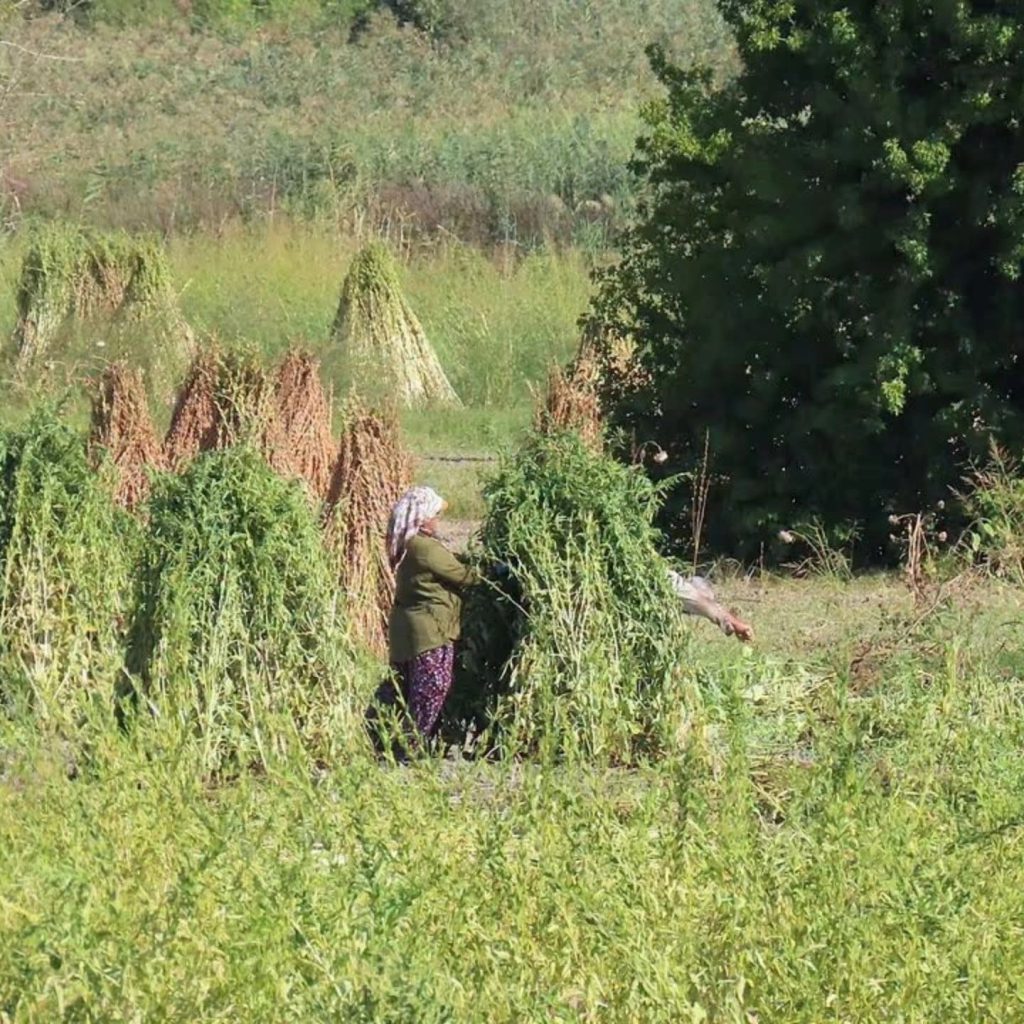 Traditional sesame harvest begins in Dalyan