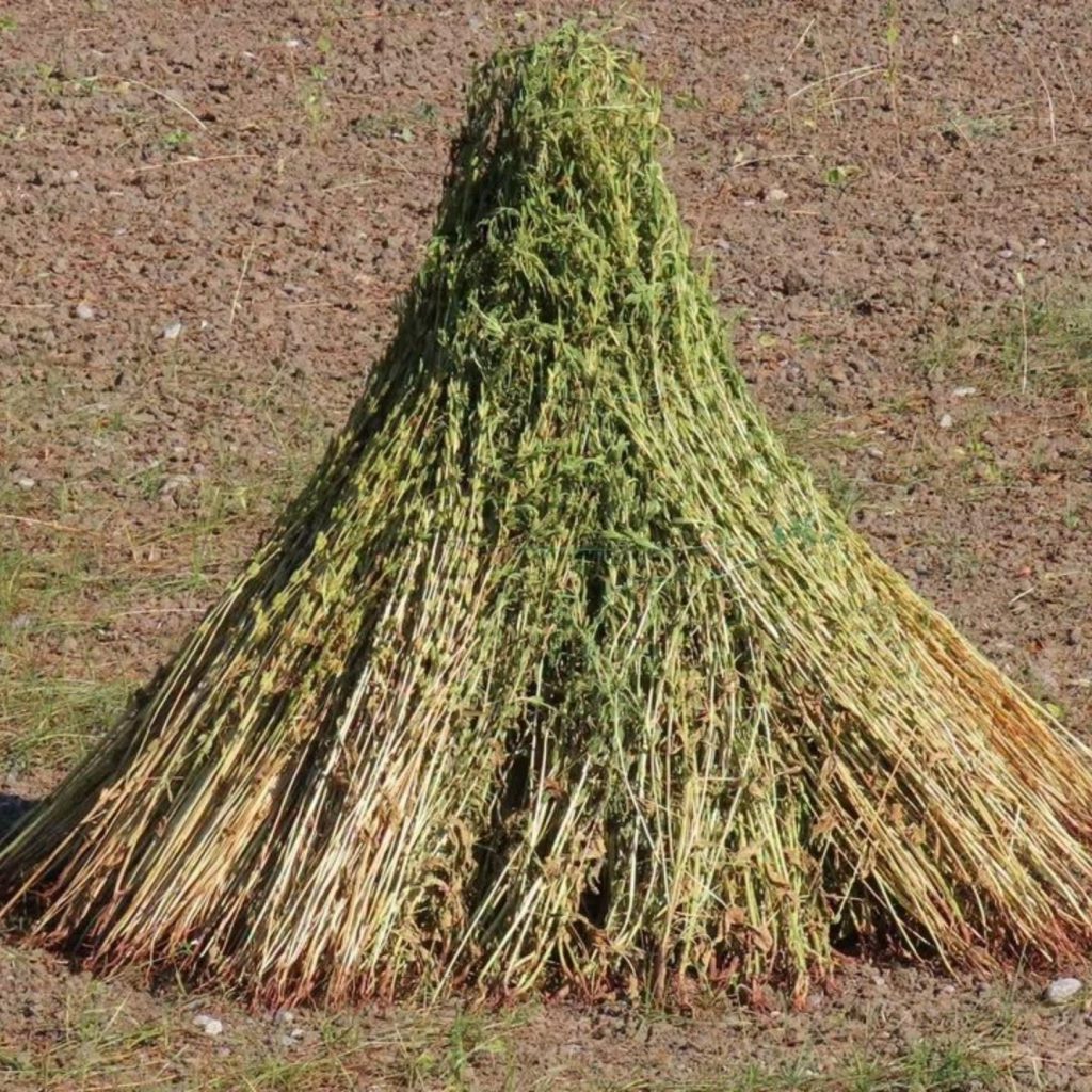 Traditional sesame harvest begins in Dalyan