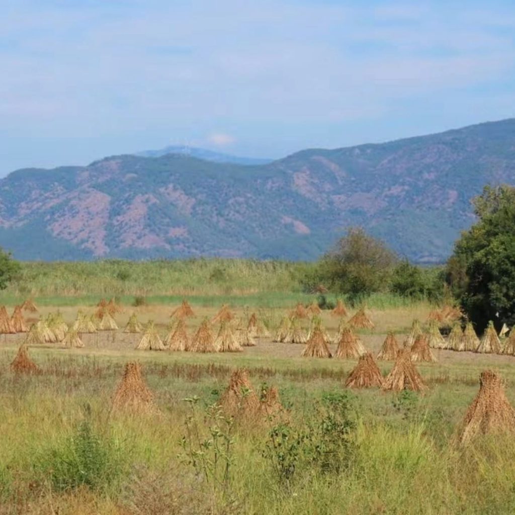 Traditional sesame harvest begins in Dalyan
