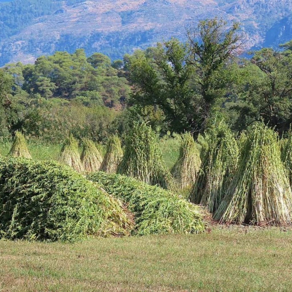Traditional sesame harvest begins in Dalyan
