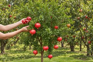 1st International Dalyan Pomegranate Festival