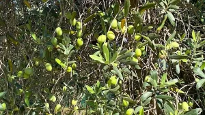 Fethiye’s Tree of Abundance: The Olive