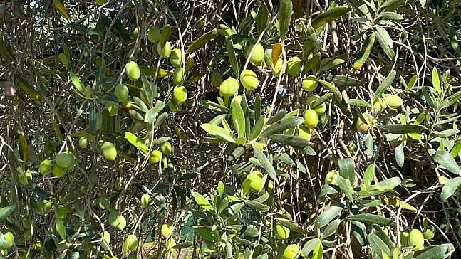 Fethiye’s Tree of Abundance: The Olive