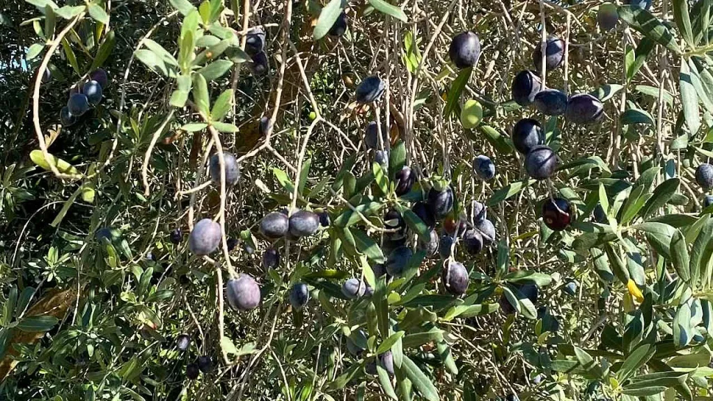 Fethiye’s Tree of Abundance: The Olive